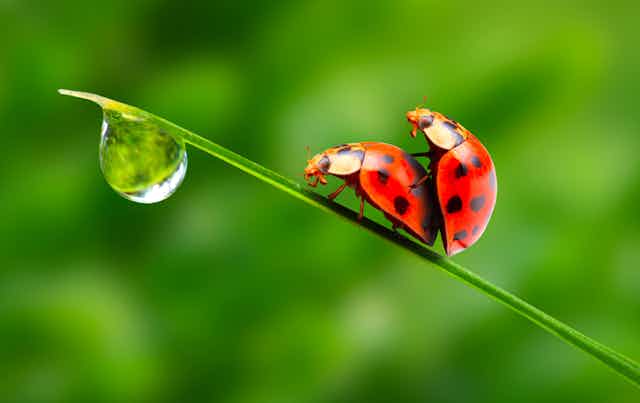 Ladybirds mating on a leaf