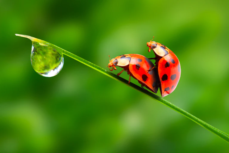 Ladybirds mating on a leaf