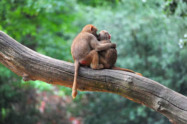 Two monkeys hugging on a tree branch