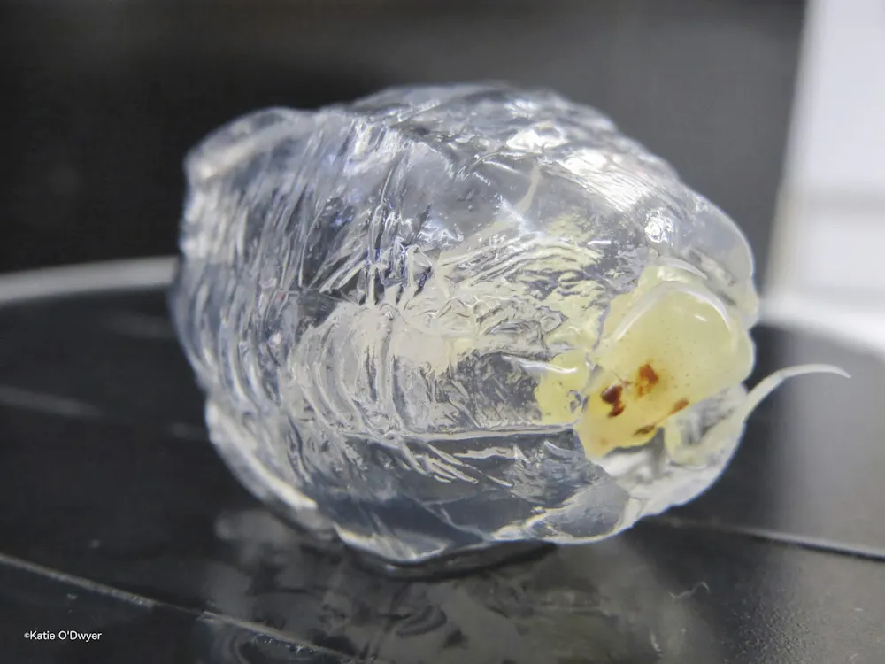 Meet Phronima, the barrel-riding parasite that inspired the movie Alien