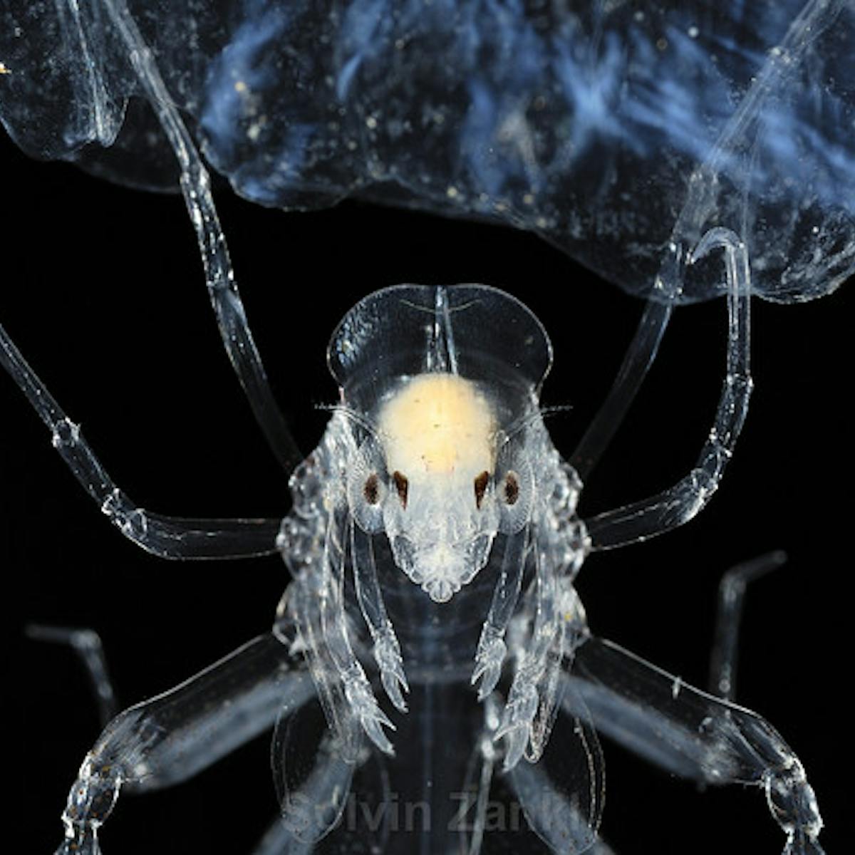 Meet Phronima The Barrel Riding Parasite That Inspired The Movie Alien