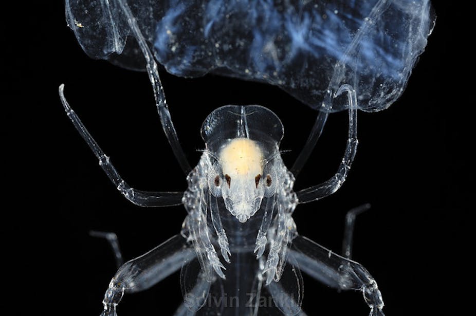Meet Phronima The Barrel Riding Parasite That Inspired The Movie Alien