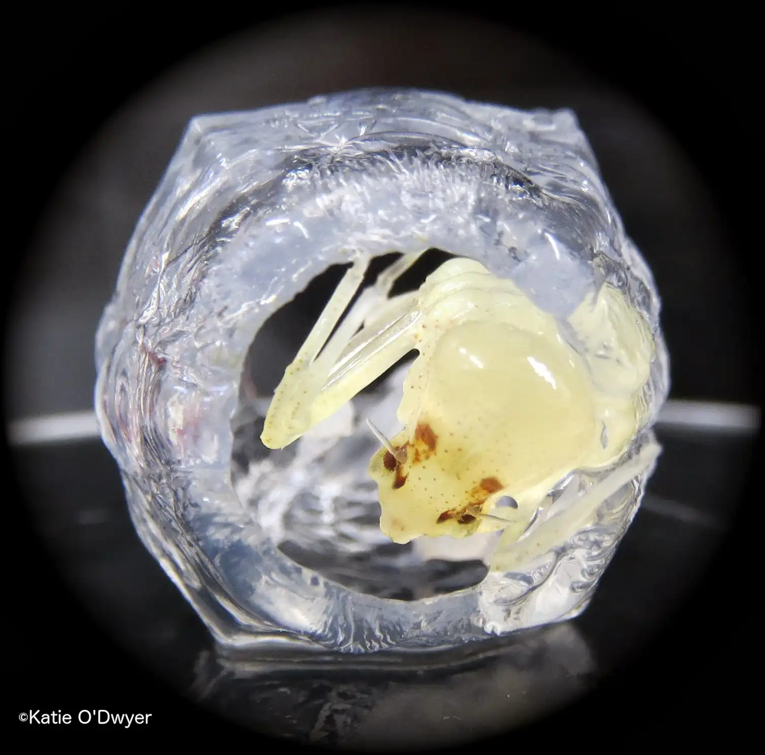Meet Phronima, the barrel-riding parasite that inspired the movie Alien
