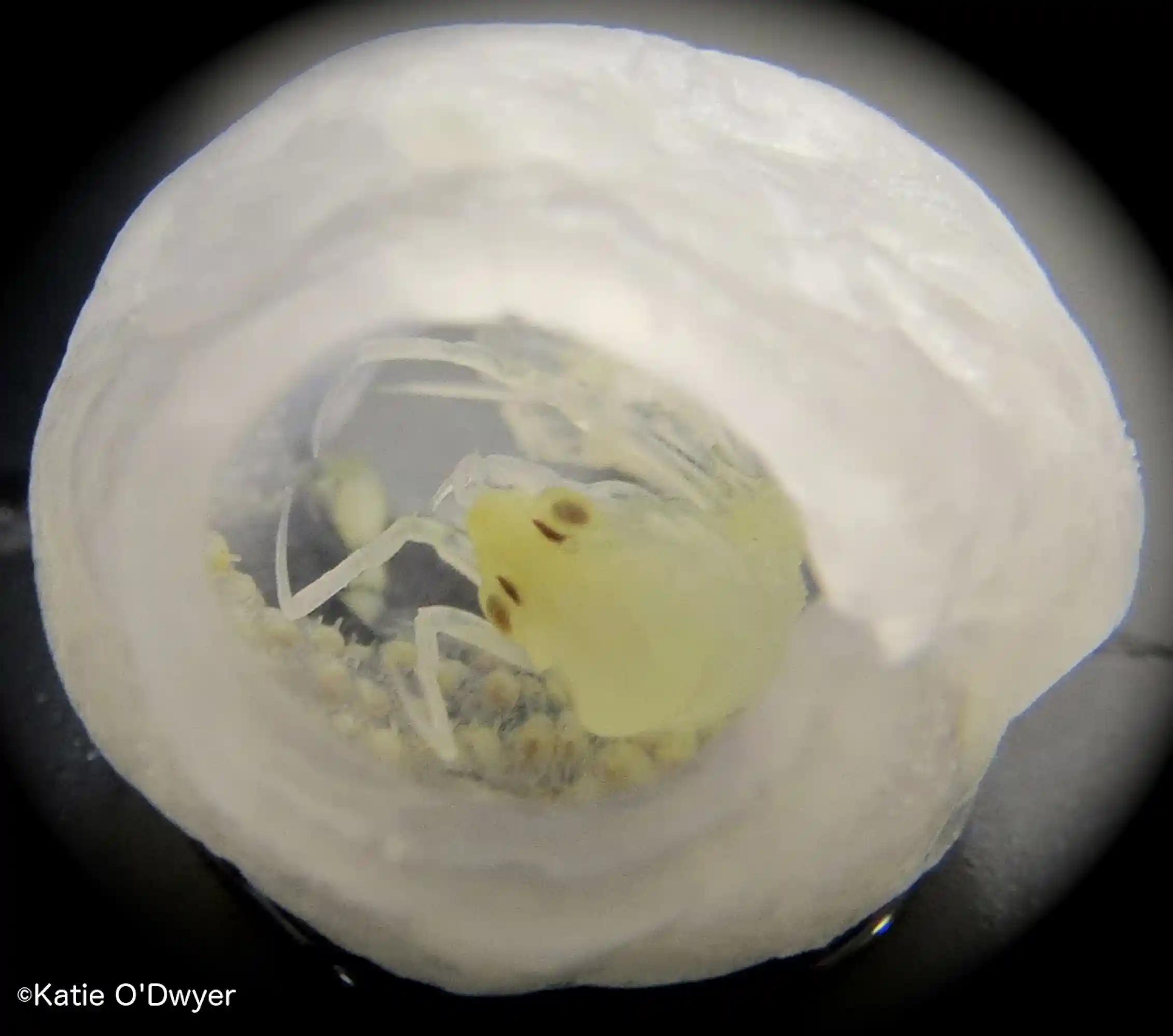 Meet Phronima, the barrel-riding parasite that inspired the movie Alien
