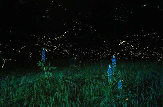 Dots of light over grass and lupine flowers against a dark sky.