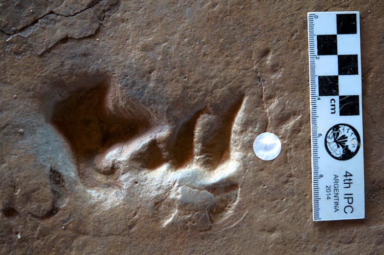 Crocodyliform and theropod footprint.