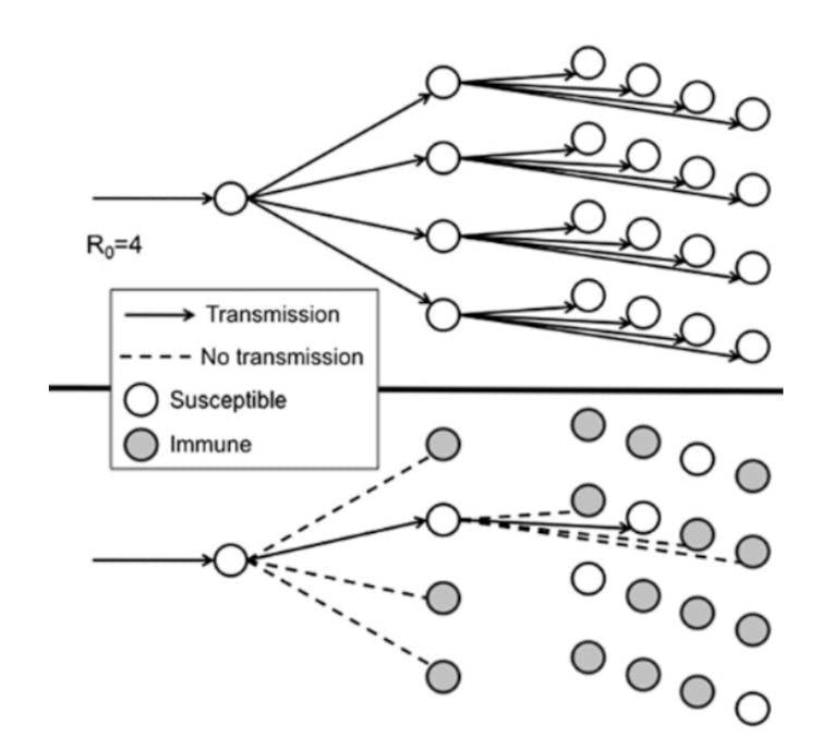 Dinámica de transmisión entre individuos suceptibles e contaxiados. Extraído de https:// academic.oup.com/cid/article/52/7/911/29907.