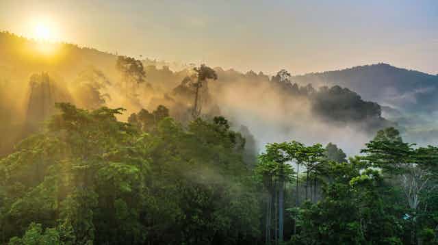 View of a rainforest in Borneo with the sun coming up over a mountain and shining through the mist.