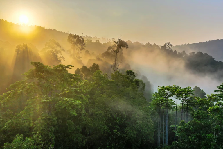 View of a rainforest in Borneo with the sun coming up over a mountain and shining through the mist.