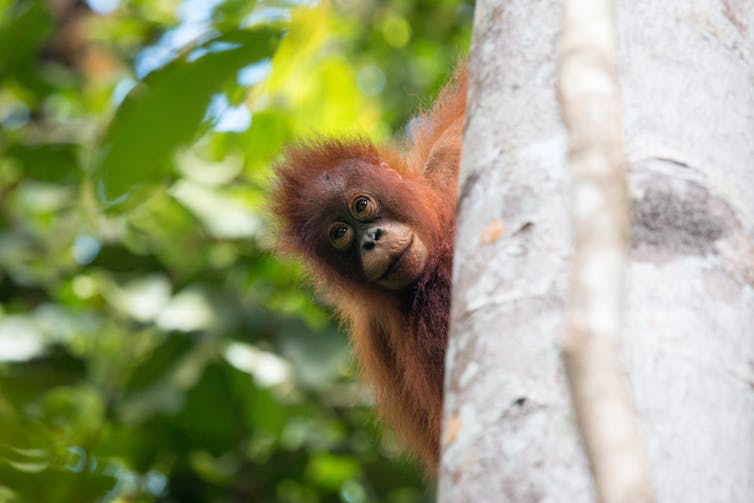Um orangotango bebê espiando atrás de uma árvore em uma floresta tropical em Bornéu.