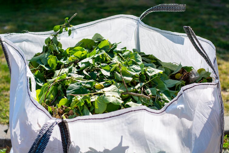 A white bag filled with leaves and branches.