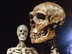 A reconstructed skull in the foreground and the head and shoulders of a skeleton in the background