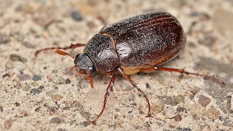 A large beetle resting on a paved surface.