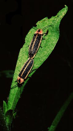 Two fireflies on a leaf, back ends touching.