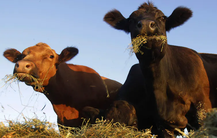 How Plant-based Diets Could Help Prevent the Next COVID-19 3 How Plant-based Diets Could Help Prevent the Next COVID-19 1