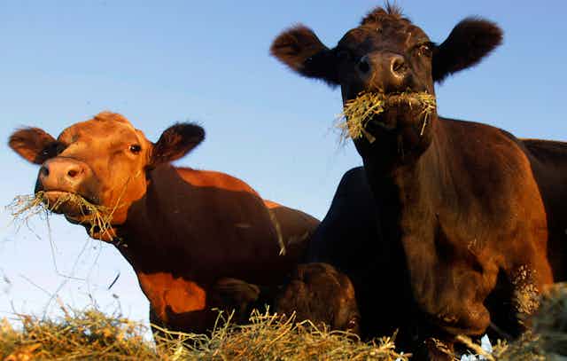 Two brown cows eating hay