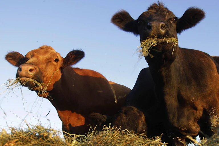 Two brown cows eating hay