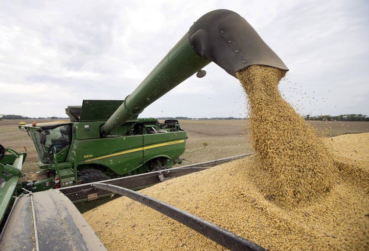 Farm equipment harvesting soybeans