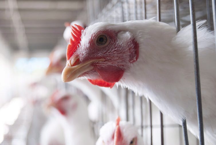 White chickens in cages at a chicken farm