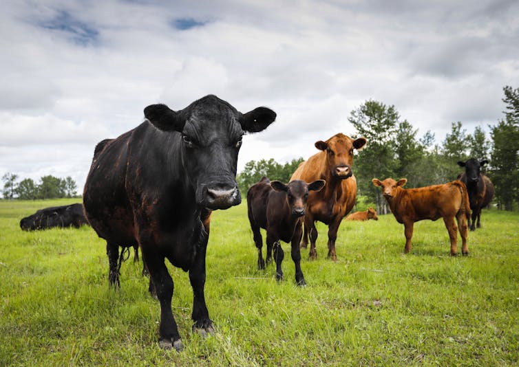 Cows and their calves graze in a pasture on a farm in Alberta