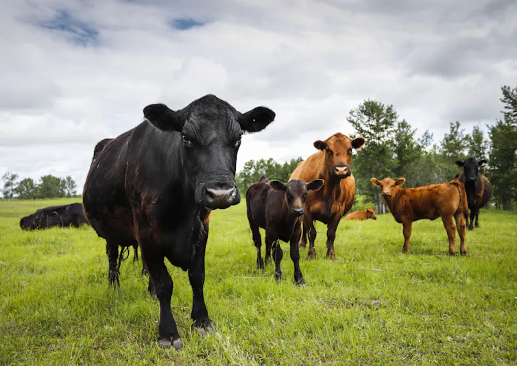 Cows and their calves graze in a pasture on a farm in Alberta