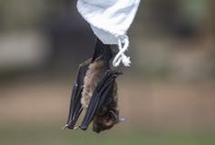 A bat hanging upside-down