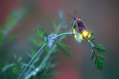 Female firefly on a stem, flashing her light.