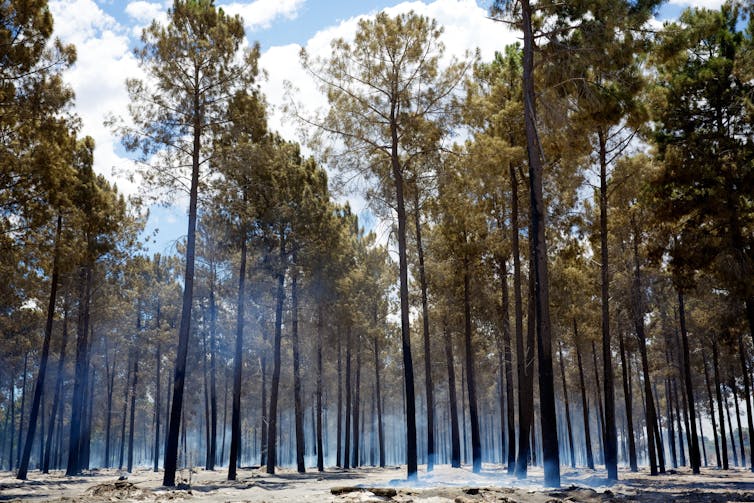 Timber plantation after fire