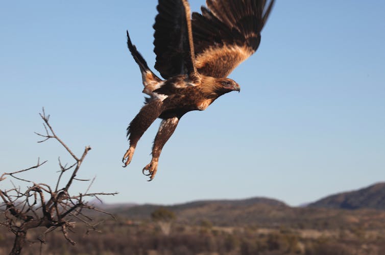 Wedge-tailed eagle