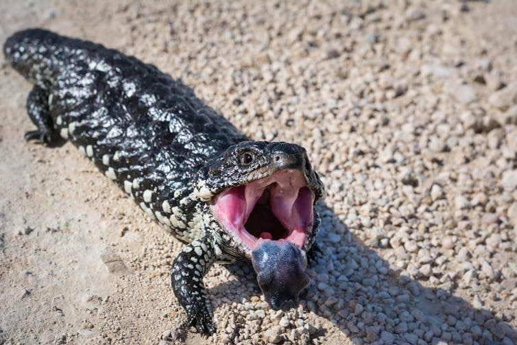 Bobtail skink