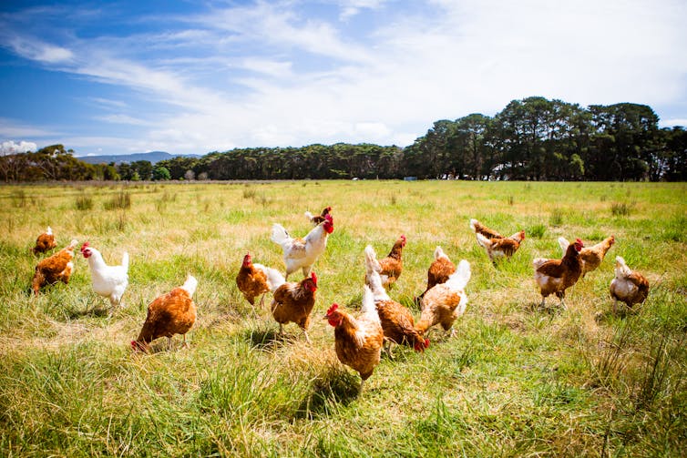 Flock of chickens