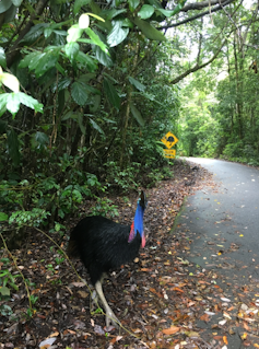 Cassowary by the road