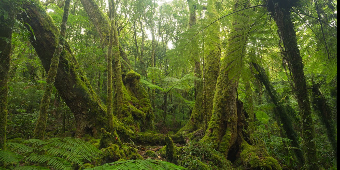 Тропический лес в Дагестане