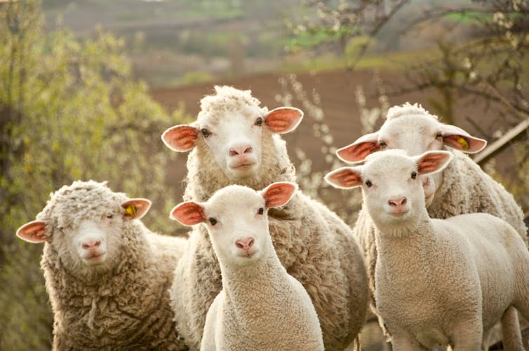 A group of sheep on a farm.