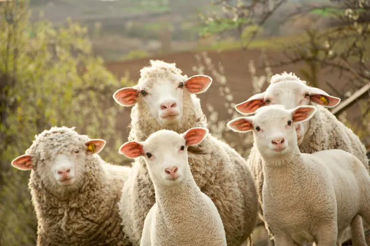 A group of sheep on a farm.