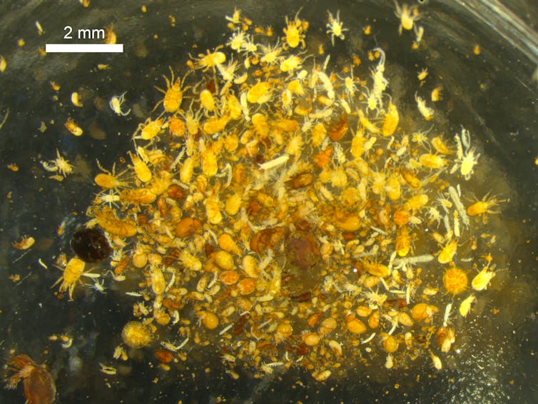 Close-up picture of tiny insects and other fauna – shown in yellow – on a dark background.