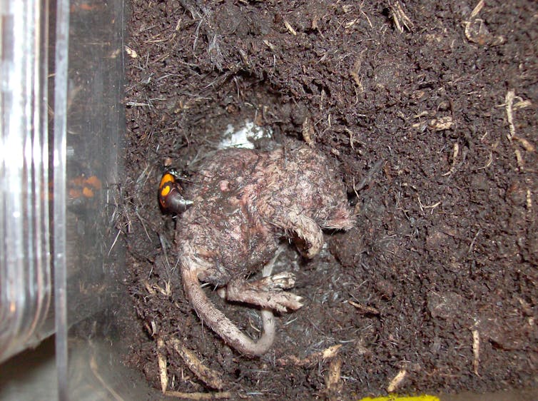 A dead mouse lies partially submerged in soil, with a beetle.