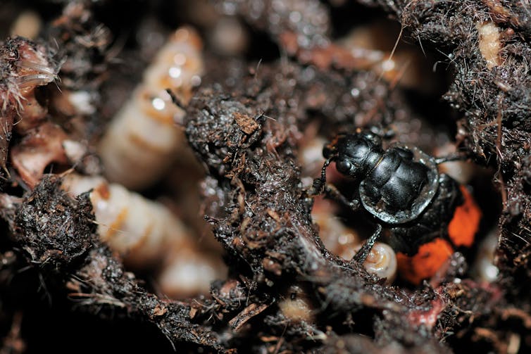 Black and orange beetle in soil amongst larvae.