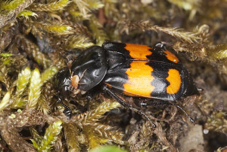 Black and orange beetle on mossy background.