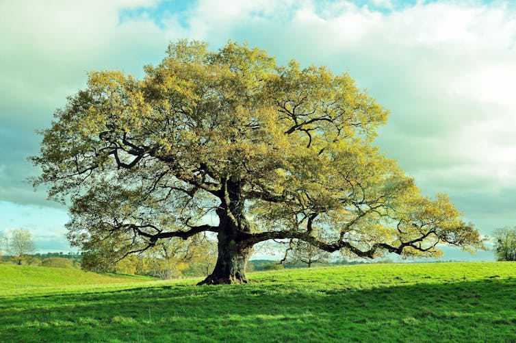 Old oak tree in meadow.