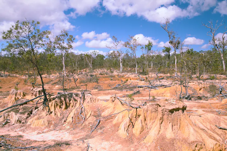 View of trees in desertified landscape.