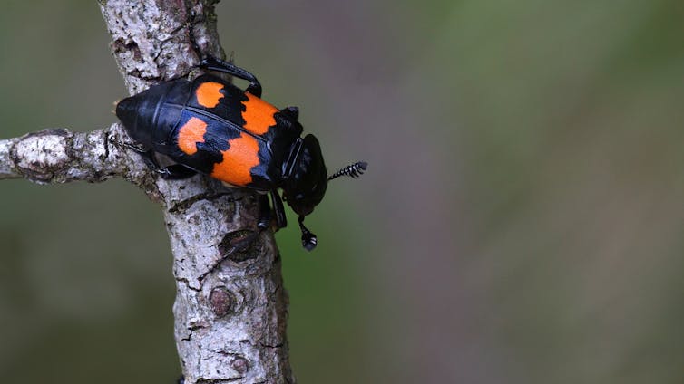 Black and orange beetle on a twig