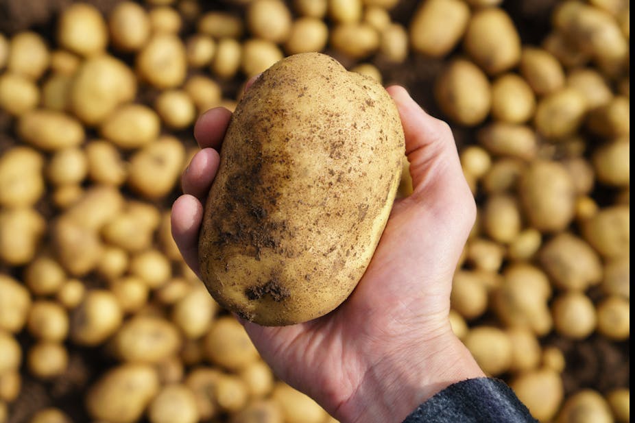 Man holding a freshly harvested potato in his hand.