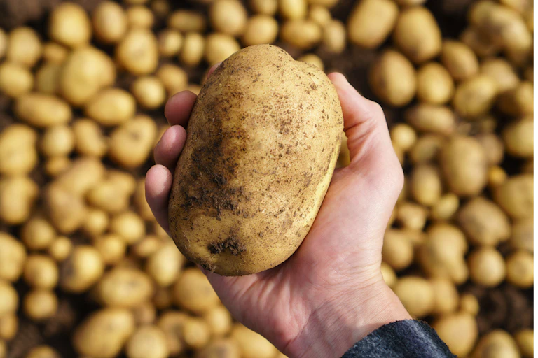 Man holding a freshly harvested potato in his hand.