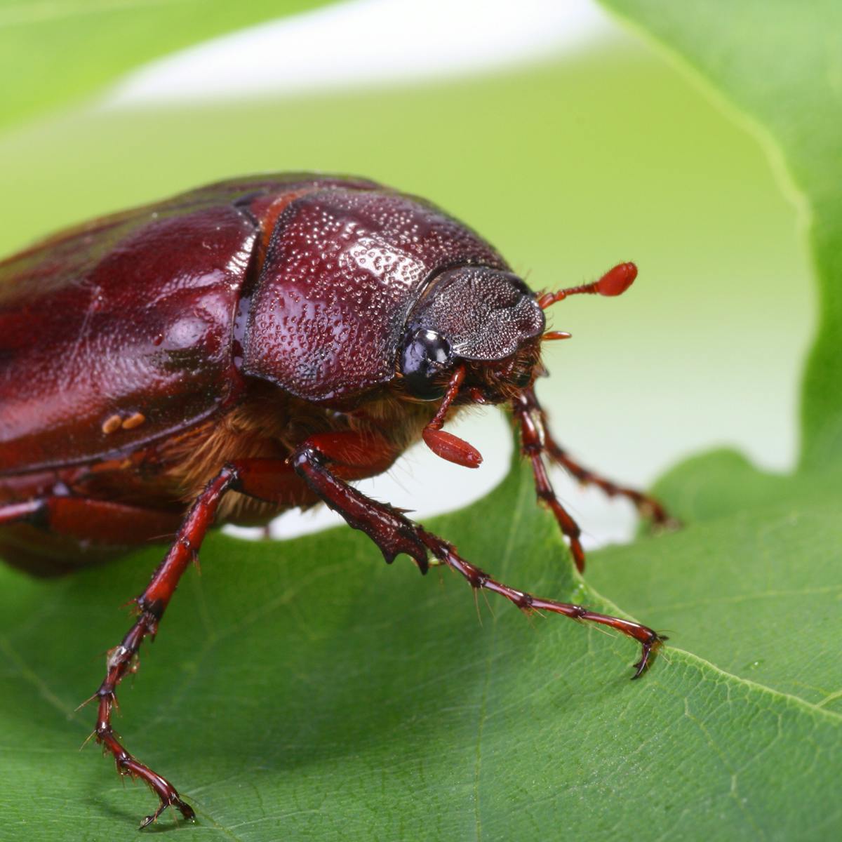 Pest ... or snack? June bugs are the 'croutons of the sky'