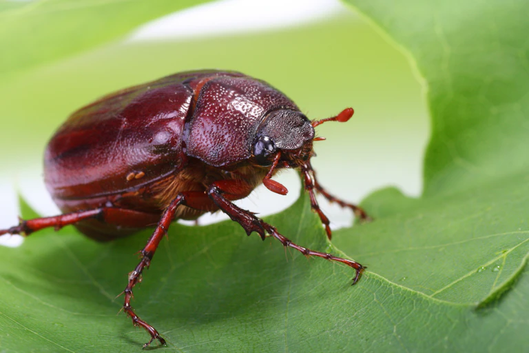 A brown bug on a green leaf