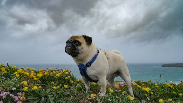 Dog on sea cliff in stormy weather