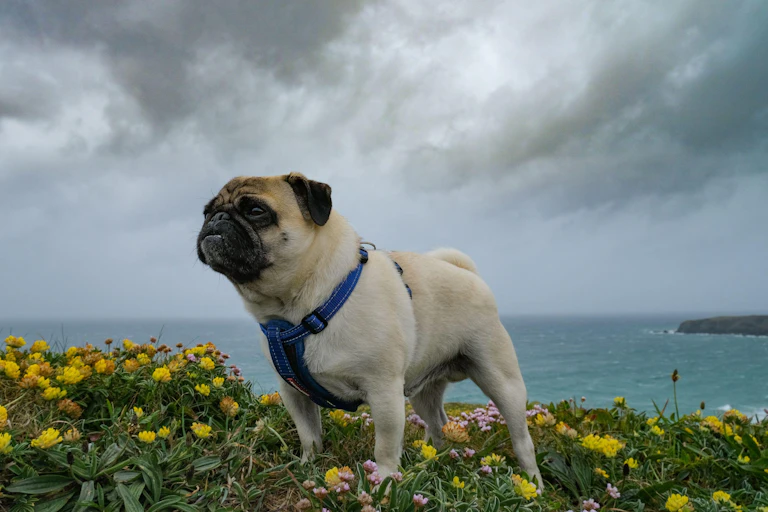 Dog on sea cliff in stormy weather