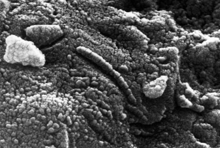 Image of the tube-like structures in meteorite.