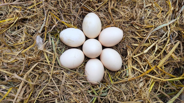 eggs on straw